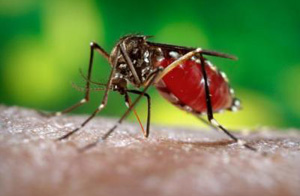 Mosquitoes carry a wide range of diseases, including Chikungunya virus.